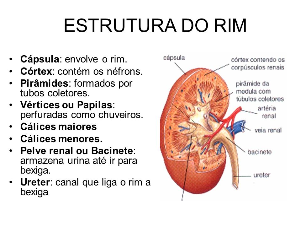 Anatomia Para Medicina Veterinária: Sistema Urinário