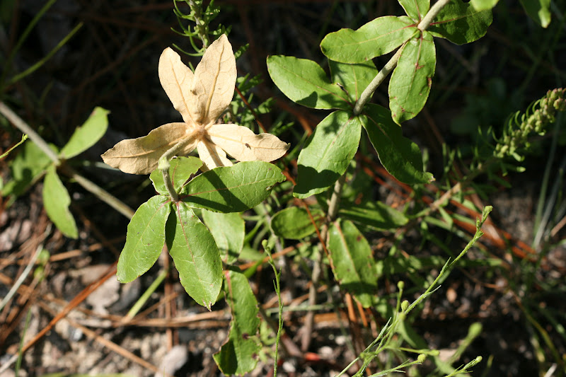 Native Florida Wildflowers Wild buckwheat Eriogonum tomentosum