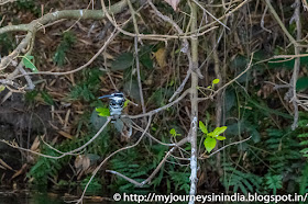 Ranganathittu Birds Pied King Fisher Ranganathittu Birds Pied King Fisher