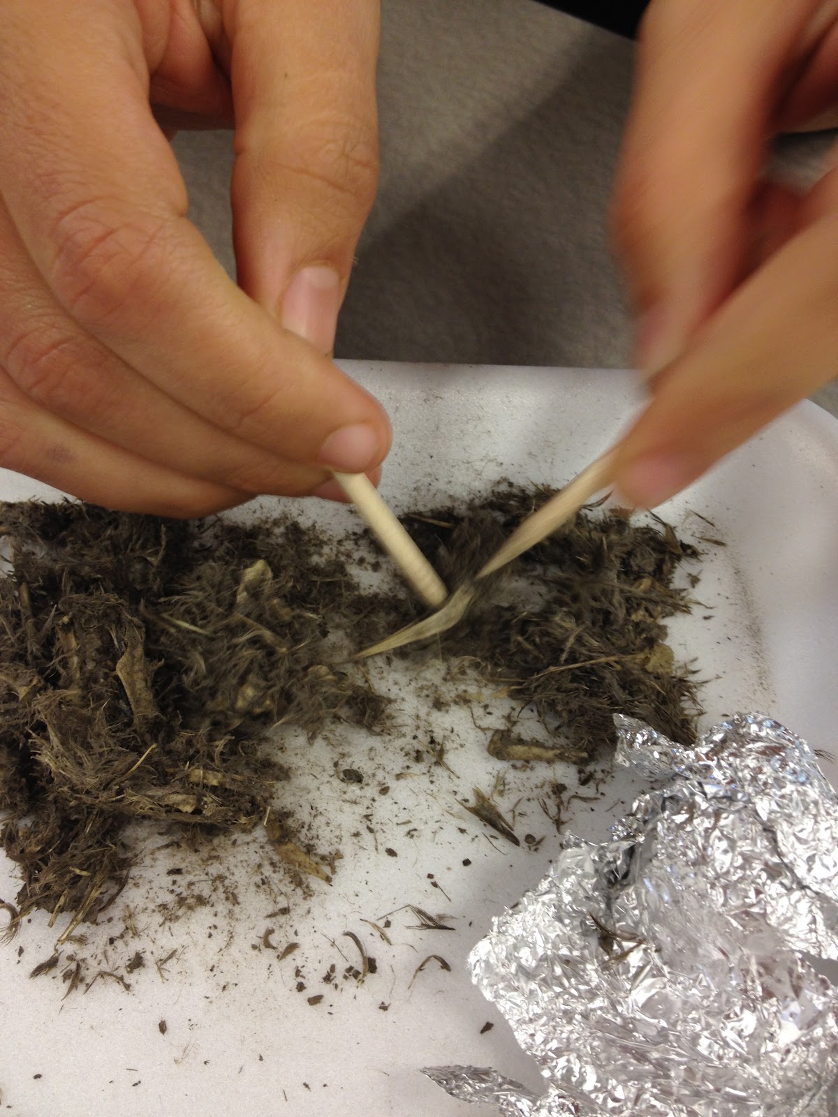 science-with-ms-kim-owl-poop