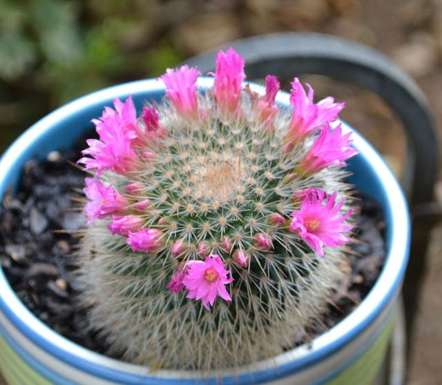 Mammillaria species- with pink flowers