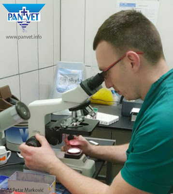 Mikroskopski pregled uzorka mesa u Panvetu