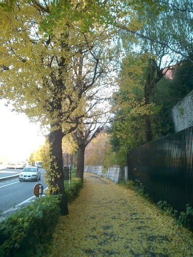 山とランニングの日記 西新宿から代々木公園 落ち葉のランニング
