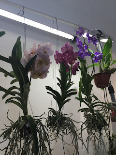 , Orchidee dal mondo – 2016 – Monteporzio Catone, diarid'orchidee