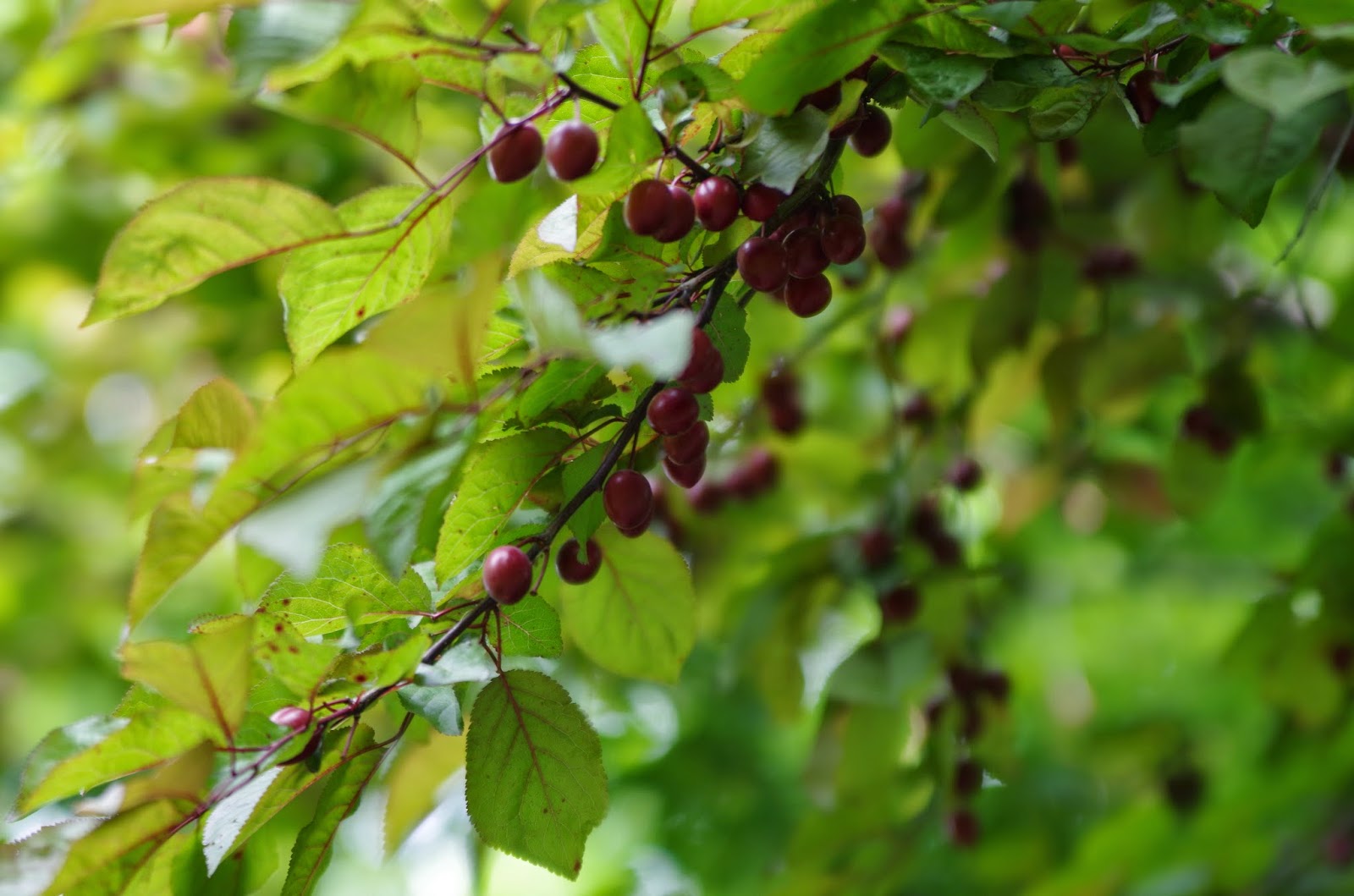 Trees and Plants: Malus