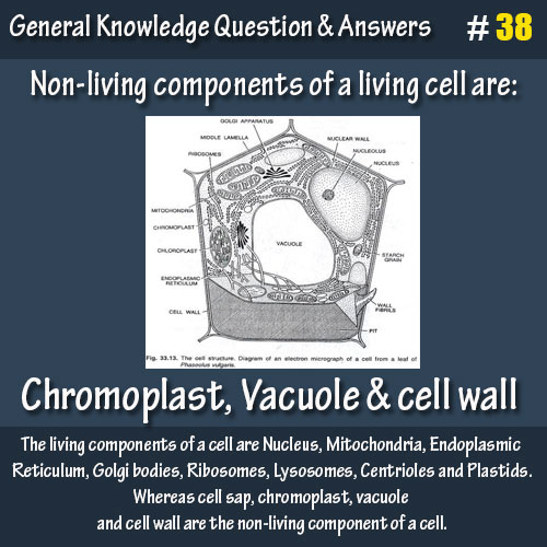 Non-living components of a living cell are:
