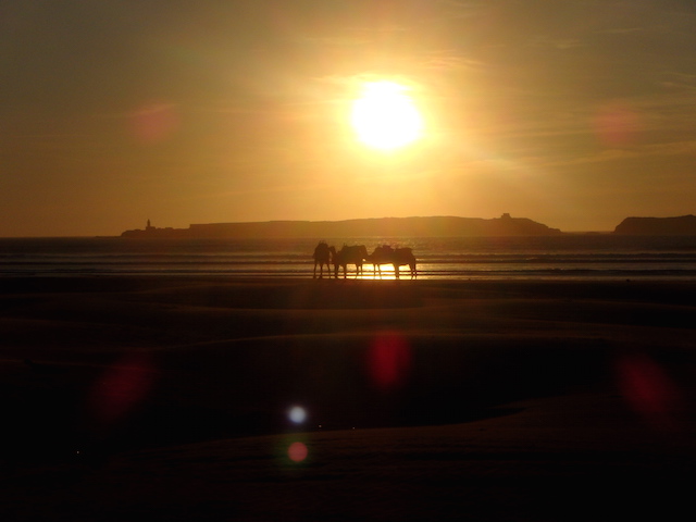 Sunest & camels, Essaouira beach, Morocco. Sunest & camels, Essaouira beach, Morocco.