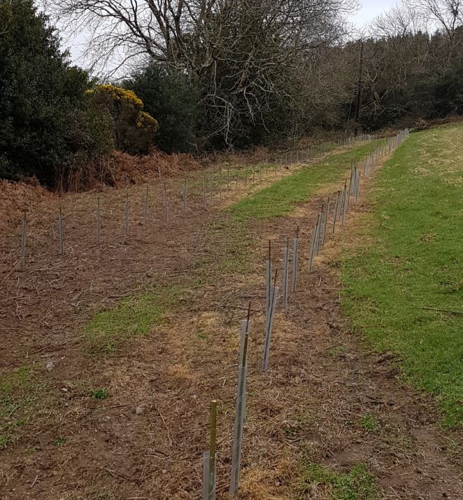 Growing Willow for Logs