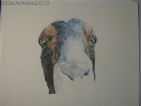 travis nubian goat colored pencil drawing in progress