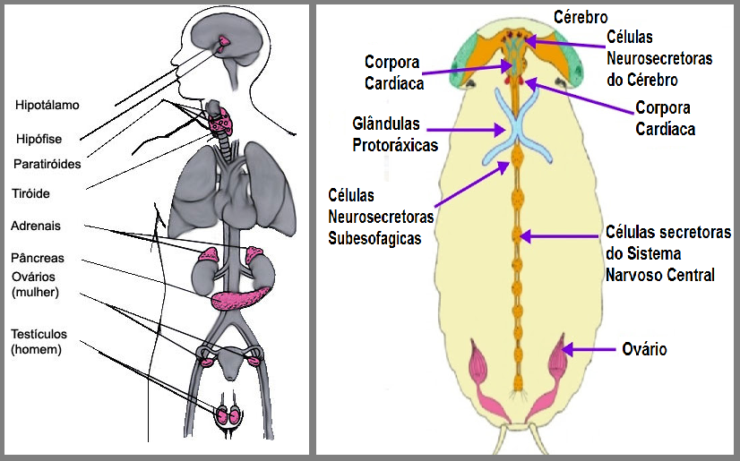 Uma Das Maiores Glândulas Endócrinas Do Corpo Humano