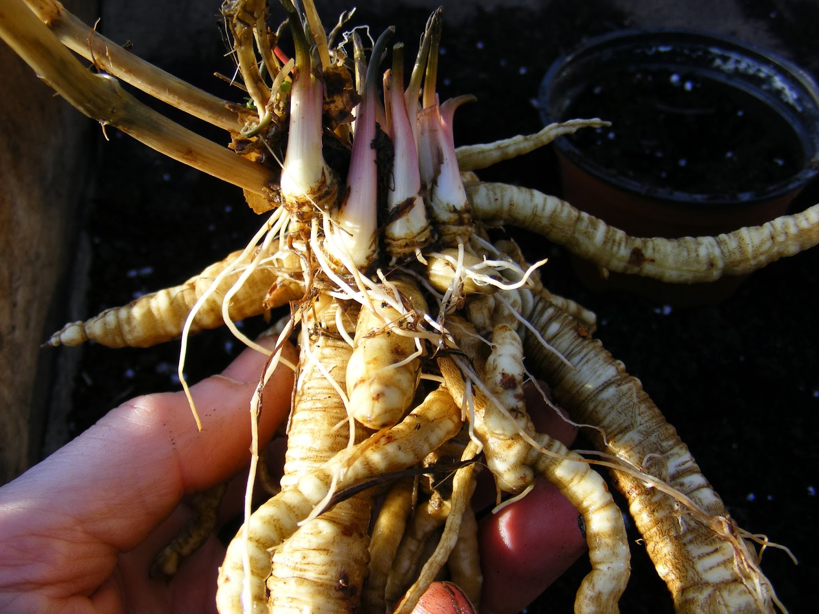 Growing Oca Skirret—Growing, Selecting (and Eating)