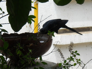 put the water bowl for birds - save nature waterbowl for birds