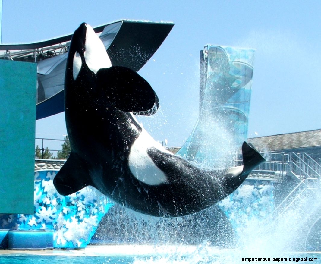 Animal Galleries pictures of animals from around the world