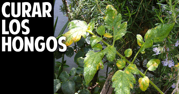 Guía completa para eliminar hongos en tus tomates