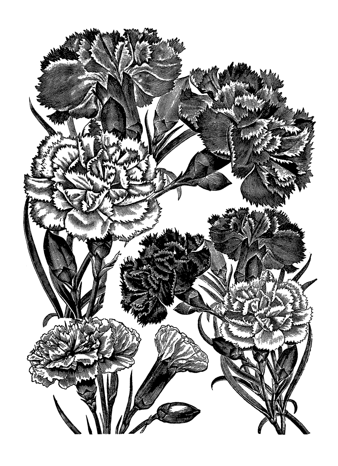 Digital Stamp Design Printable Transfer Flower Carnation Artwork