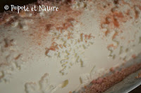 Bûche glacée clémentine et mangue © Popote et Nature Bûche glacée clémentine et mangue © Popote et Nature