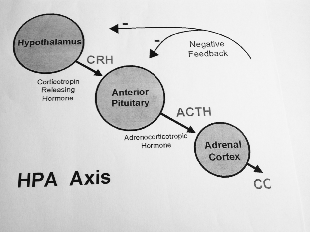 biochemistry hypothalamic pituitary adrenal axis the stress hypothalamic pituitary adrenal axis