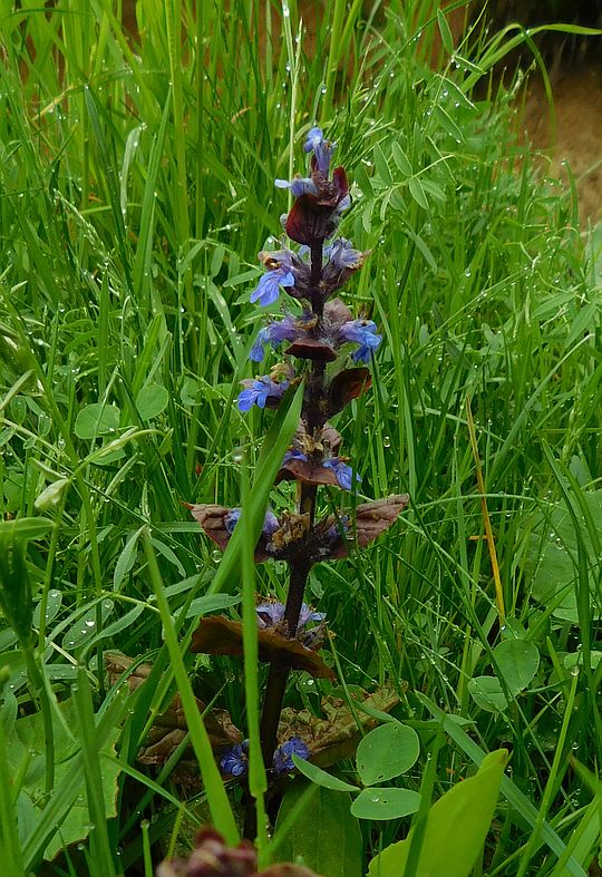 Dąbrówka rozłogowa (Ajuga reptans L.). Dąbrówka rozłogowa (Ajuga reptans L.).