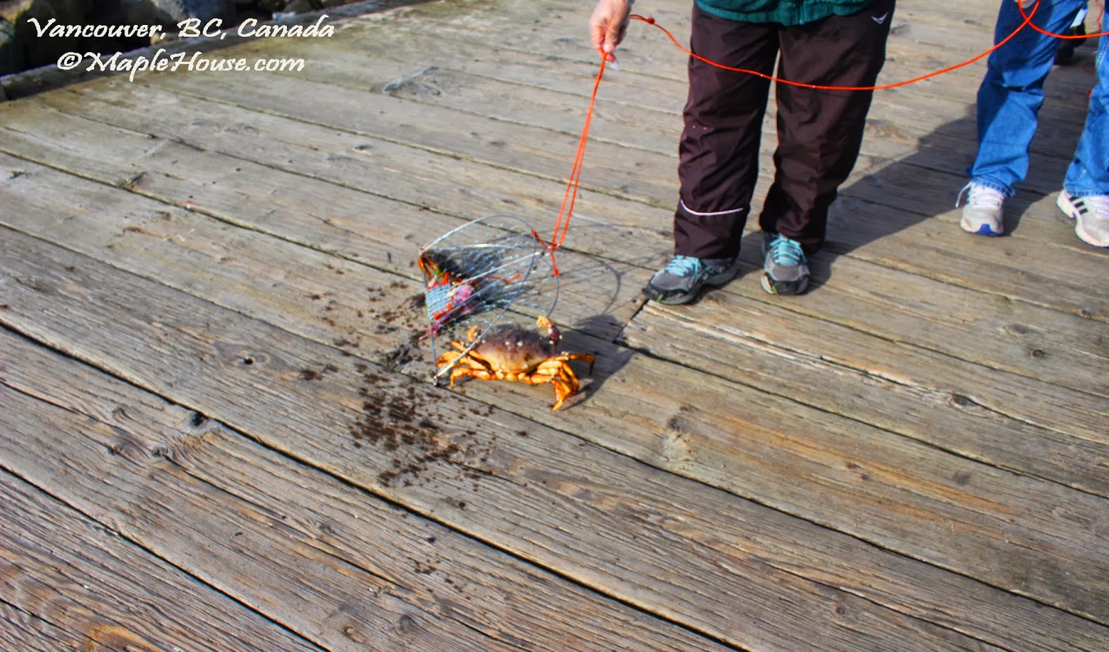 Living Vancouver Canada Fishing for Dungeness Crab at Jericho Beach