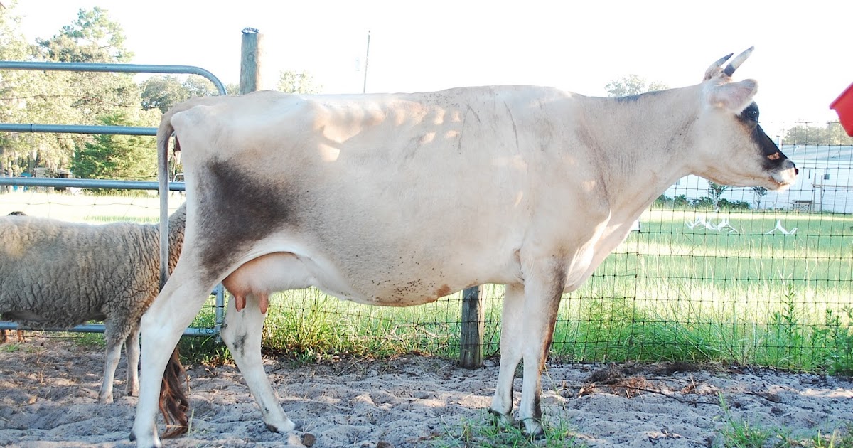 Chicken Scraps Blog For Sale Blossom,Jersey Family Milk Cow