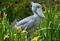 shoebill animals safari birds shoebills zoo san diego fly animal african south