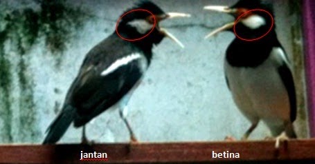 Ciri Ciri Burung Jalak Suren Jantan Dan Betina