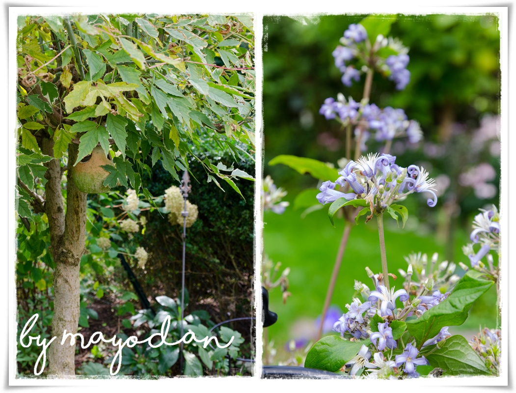 Akeleien So Weit Das Auge Reicht Achims Garten