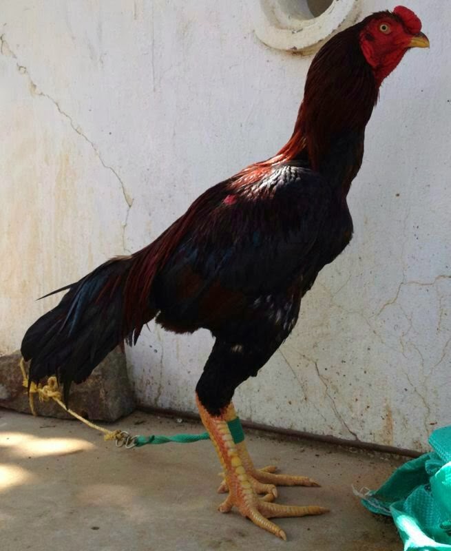 Top Quality Aseel For Sale for sale Top Quality Aseel For Sale for sale