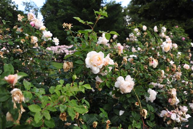 the modern house garden: Visit to Heirloom Roses