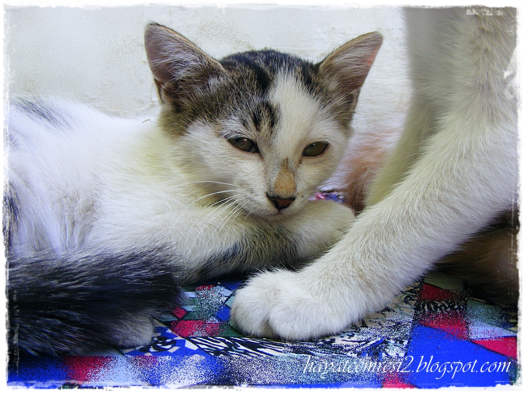 HAYATCEMRESİ KEDİ ETİ YEMEK