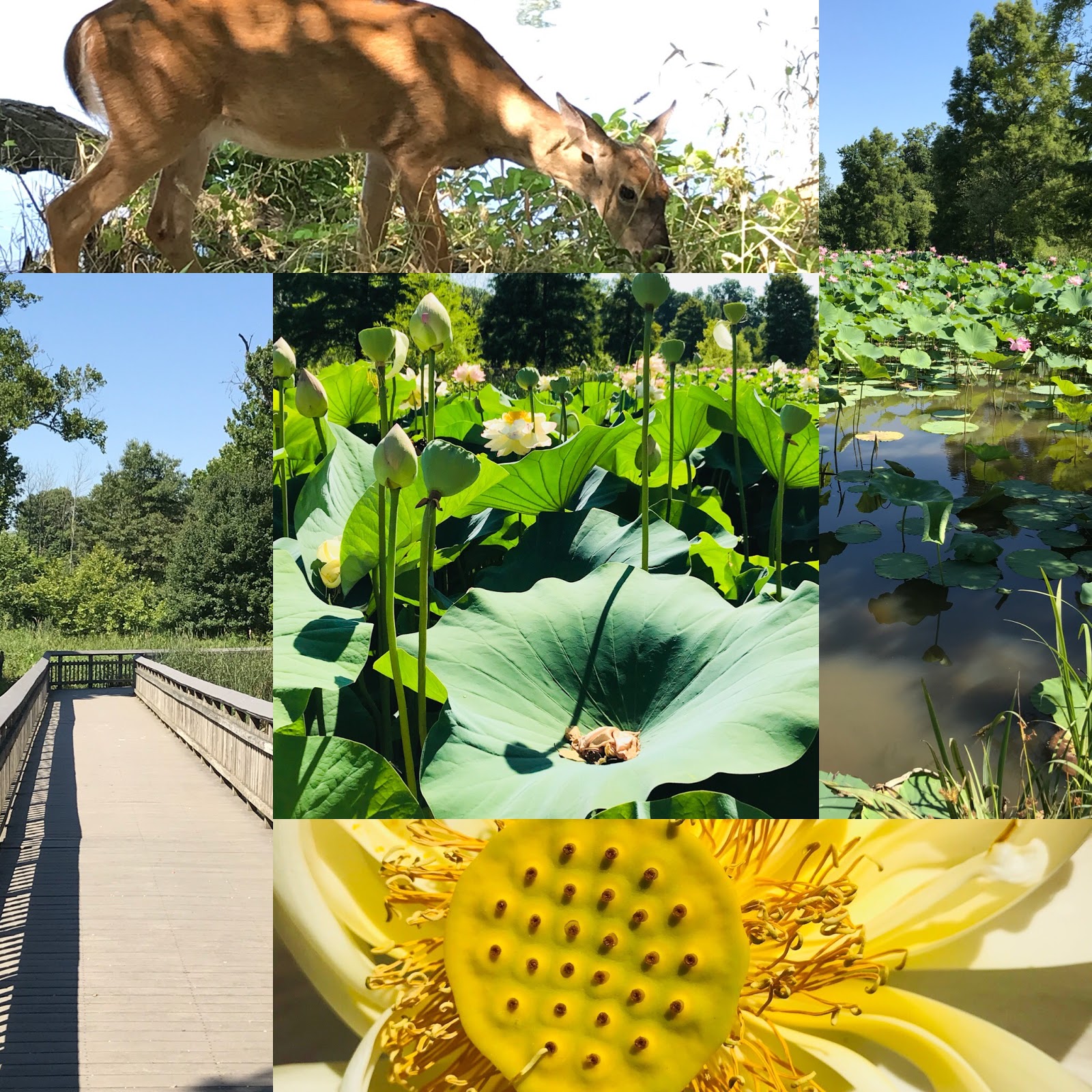 Family Fun In Md And Beyond Kenilworth Park And Aquatic Gardens