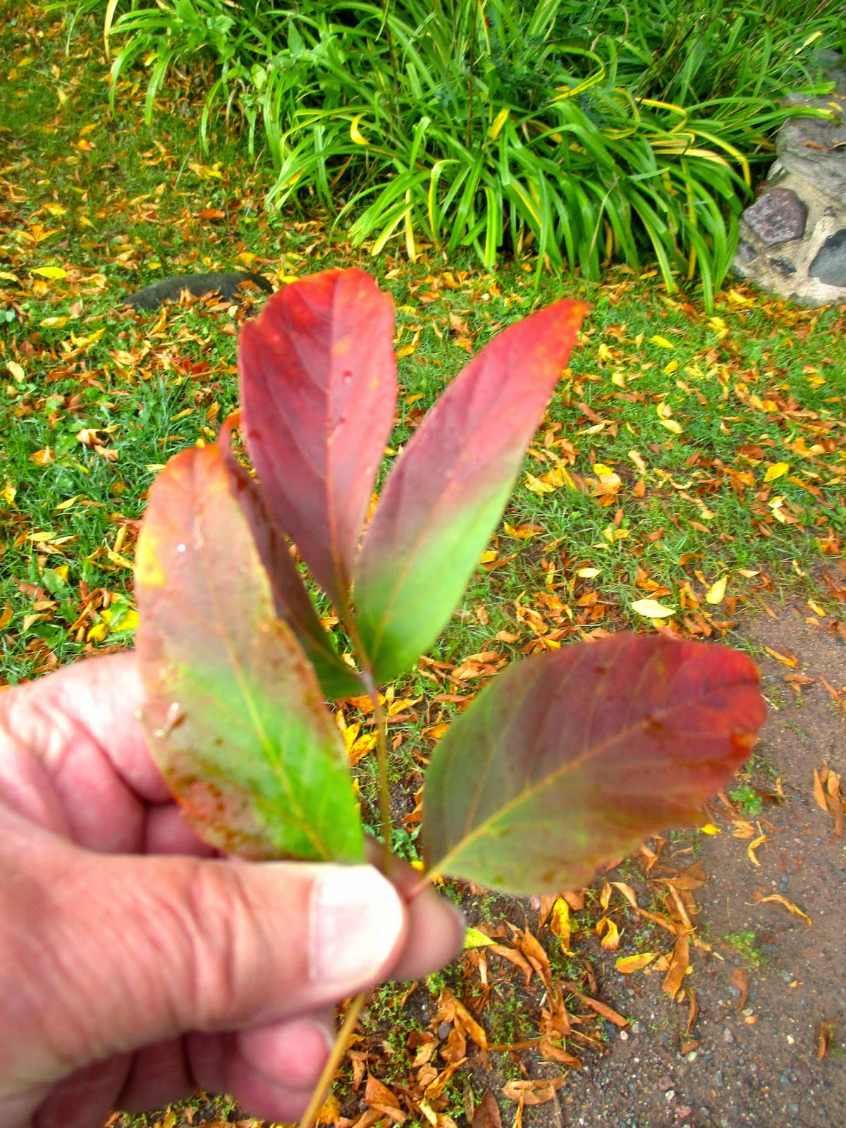 Art's Bayfield Almanac BOX ELDER IT'S TIME TO GIVE IT A BREAK!