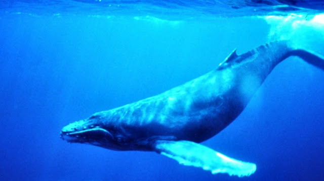 شاهد بالفيديو كيف تنام الحيتان تحت الماء ؟