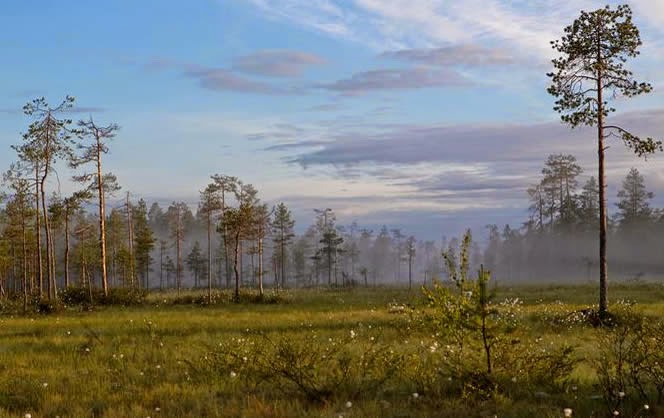 taiga biome plants names