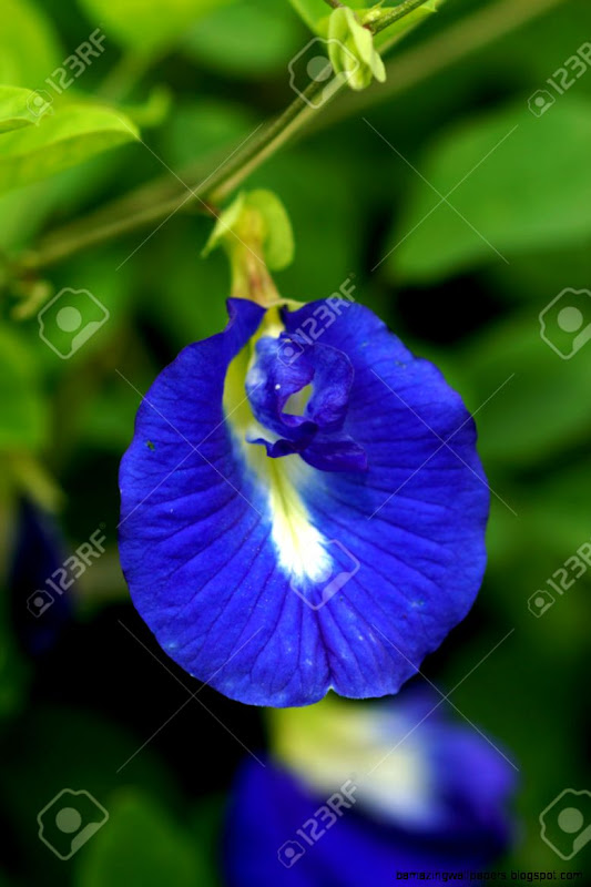 Blue Flowers Asian Pigeonwings   Scientific Name Clitoria