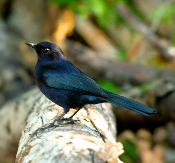 Birds of the World: Black catbird