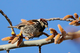 Gorrión moruno - Spanish sparrow - Passer hispaniolensis Macho alimentándose de los amentos del chopo.