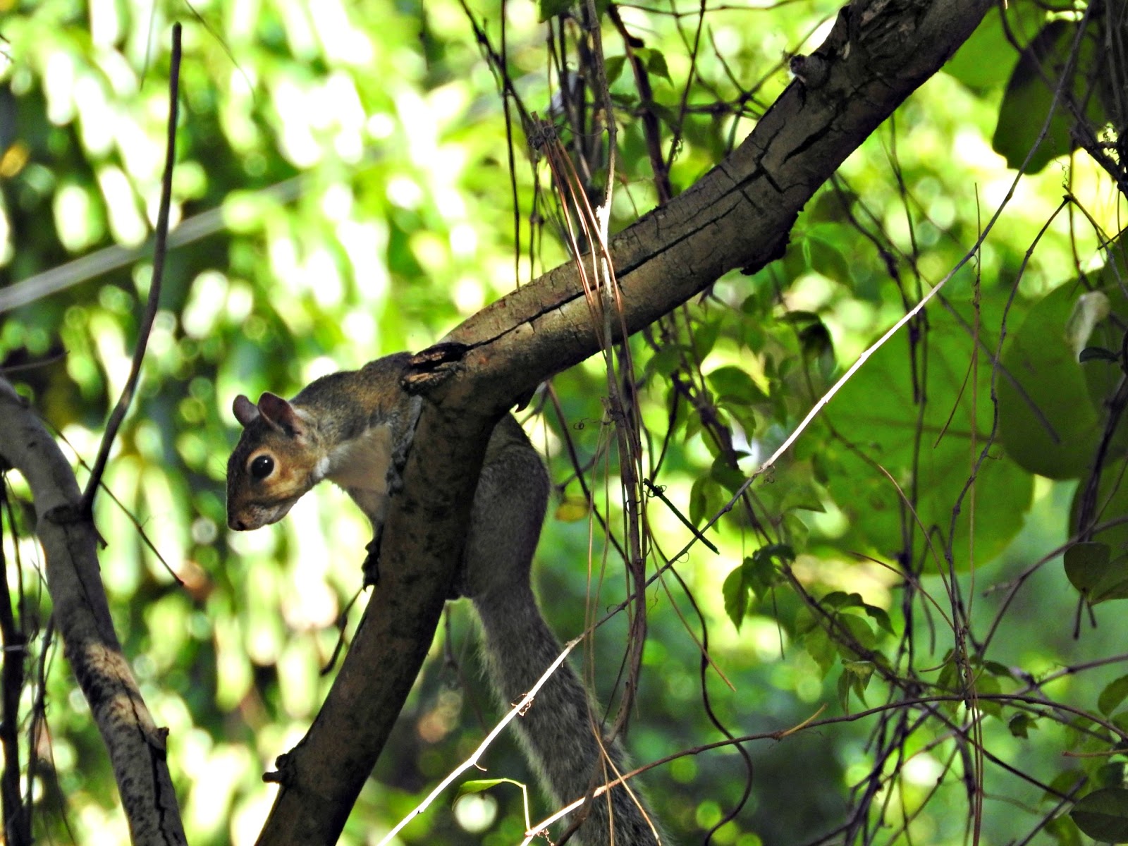 MadSnapper Tree Rats and Avocados