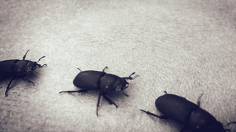 триатомовый клоп. крестоцветная блошка светлоногая. скорость ползущего жука. скорость ползущего жука. жук носорог скарабей.