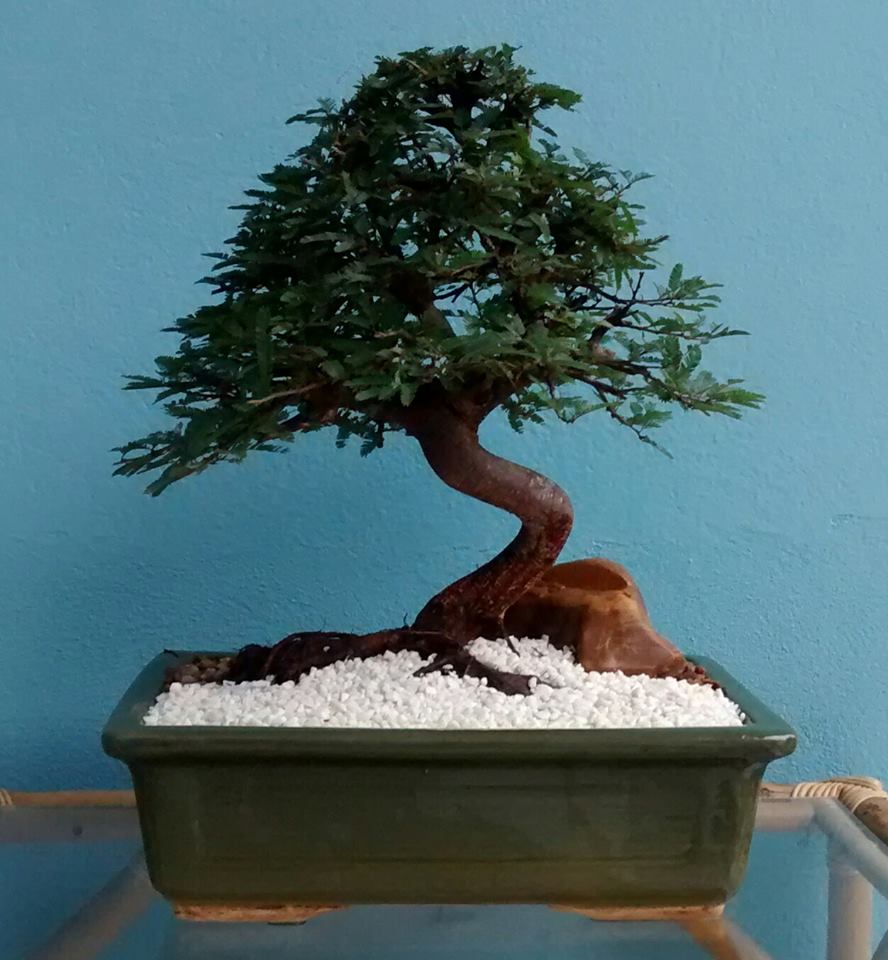 FERRAGEM BONSAI, ANTIGA OFICINA DE BONSAI, VENDA DE BONSAI, MANUTENÇÃO