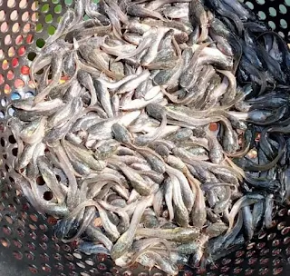 Tips Wirausaha - Prospek Bisnis Budidaya Ikan Lele