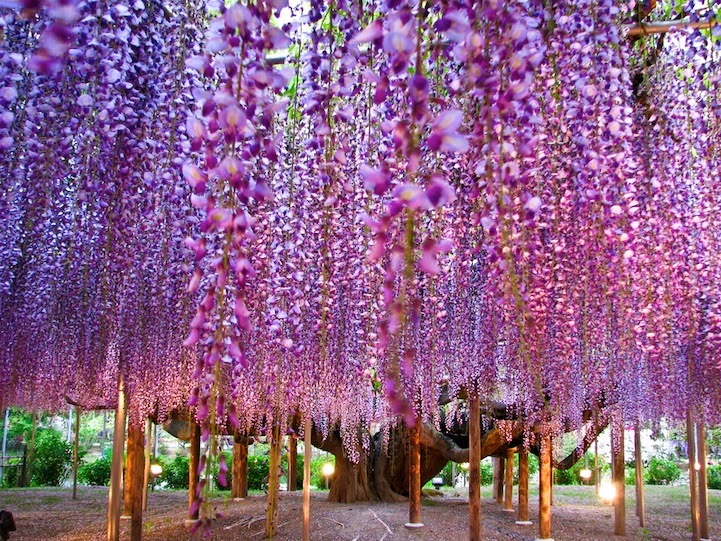 Minuni, mistere, secrete : Cel mai mare salcâm japonez din lume- o