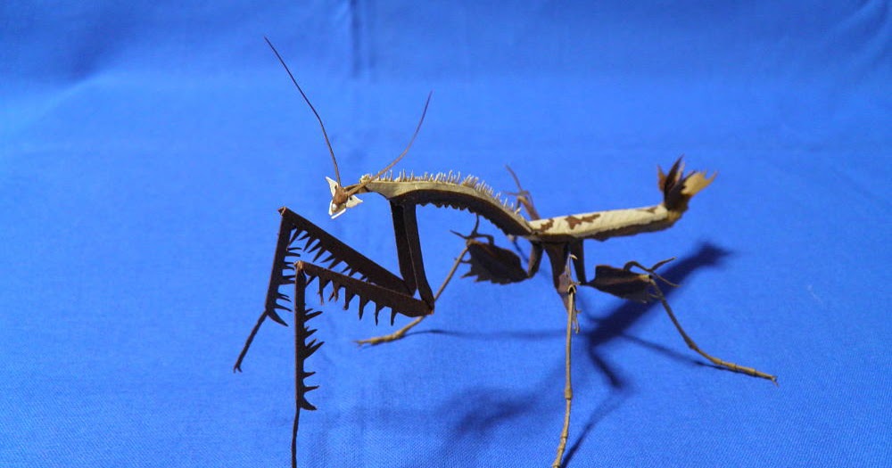 東南アジアの昆虫①オオカレエダカマキリ標本