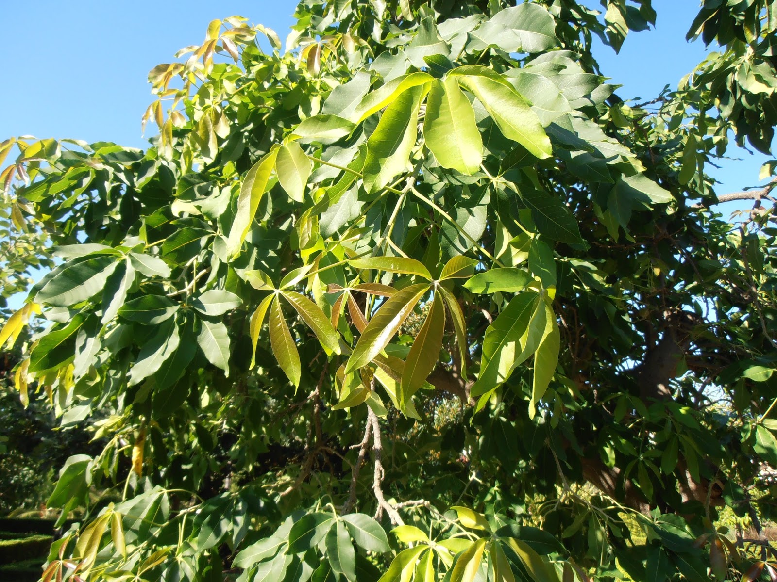 ZAPOTE BLANCO Casimiroa edulis Plantas rioMoros