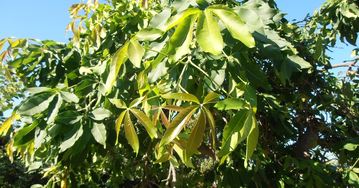 ZAPOTE BLANCO Casimiroa edulis Plantas rioMoros