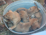 Lots of puppies!