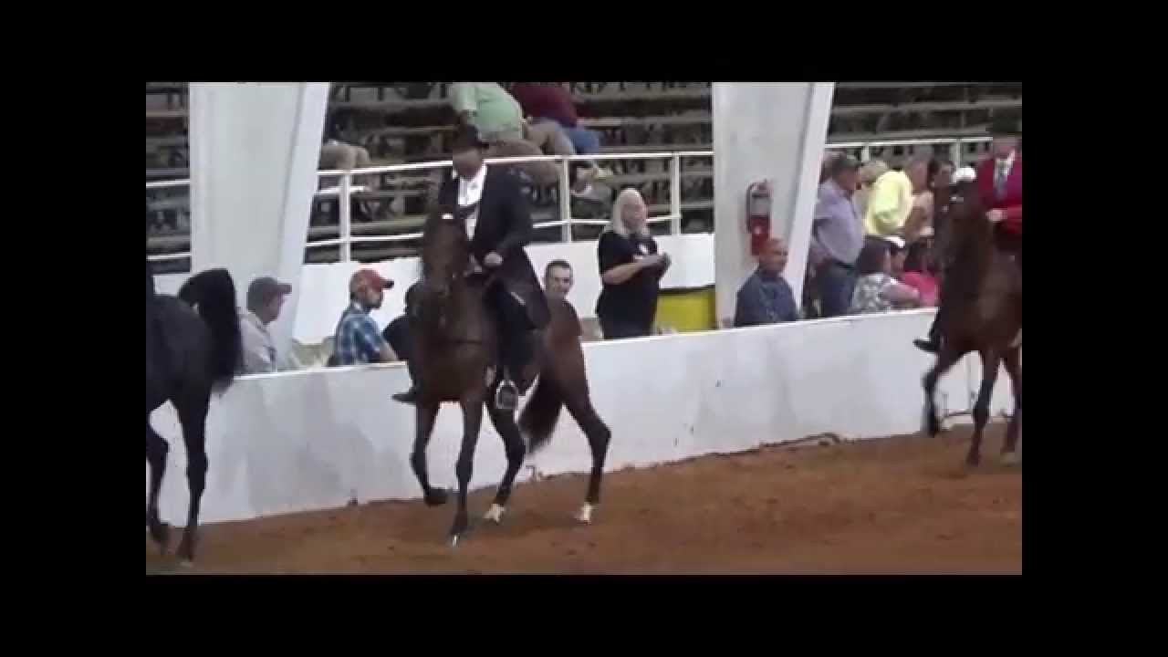 Racking Horse World Celebration