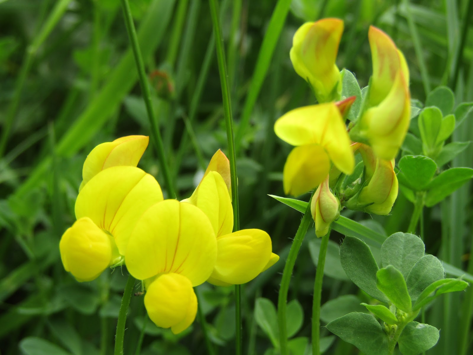 HERBAL PICNIC BIRD'S FOOT TREFOIL