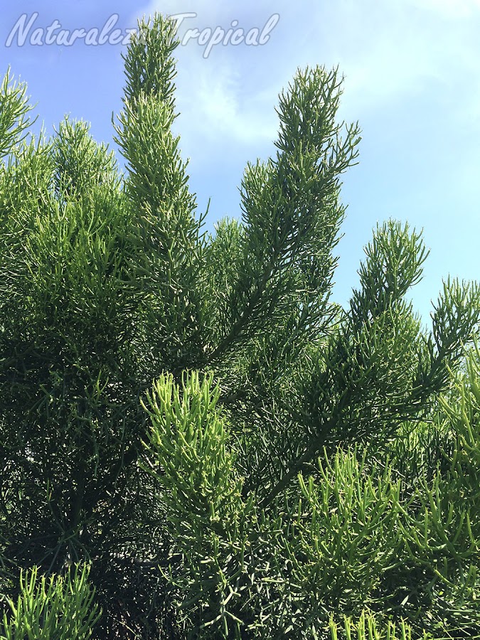 Porte arborícola de la planta suculenta llamada Palillos Chinos, Euphorbia tirucalli