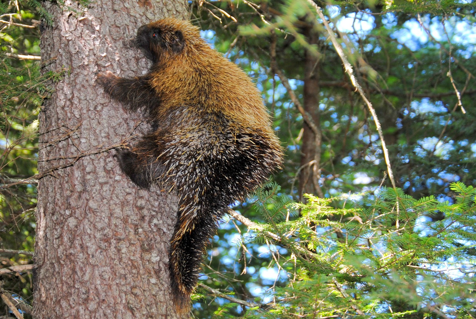 Field Notes and Photos North American Porcupine